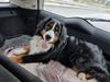 Berner sennenhund Ludvig