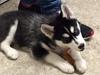 Siberian husky Laika 