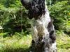 Cocker spaniel Coco Queen (Stardew's I was born to love you)