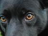 Border collie Hubert