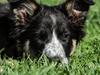 Border collie Skjernå Bordercollie Jill