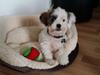 Shih tzu Anton
