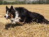Border collie Jett R.I.P