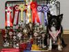 Border collie Sheila R.I.P