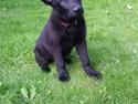 Schæferhund Nala