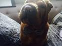 Shar pei Fussi