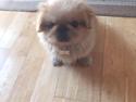 Pekingeser Bailey & Snoopy