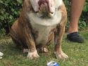 Olde victorian bulldogge Bom