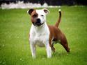 Staffordshire bull terrier *TwoFace*