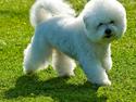 Bichon à poil frisé Zita