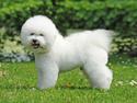 Bichon à poil frisé Zico
