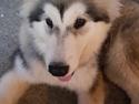 Alaskan malamute Athene