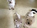 West highland white terrier la gry,s zoe
