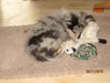 Shetland sheepdog Poulsgaards Maxi Millian - Maxi
