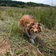 Shetland sheepdog Canto