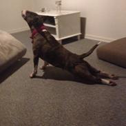 Bullterrier Groa