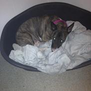 Bullterrier Groa