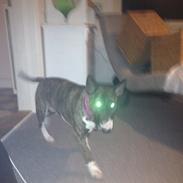 Bullterrier Groa