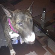 Bullterrier Groa