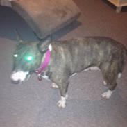 Bullterrier Groa