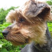 Yorkshire terrier Pixel