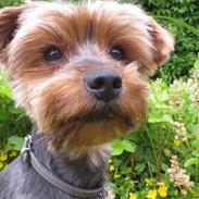 Yorkshire terrier Pixel