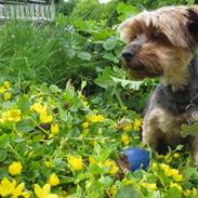 Yorkshire terrier Pixel