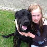 Labrador retriever Vedita ( verdens bedste hun ever ) savnet <3 R.I.P