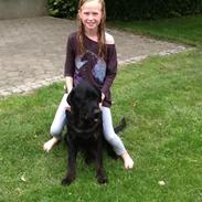 Labrador retriever Vedita ( verdens bedste hun ever ) savnet <3 R.I.P