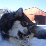 Finsk lapphund Gypsy