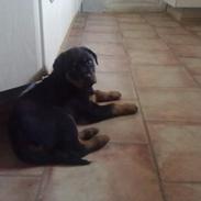 Rottweiler Bamse R.I.P