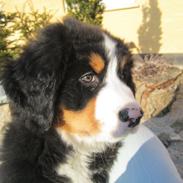 Berner sennenhund Trunte