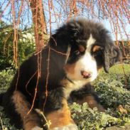Berner sennenhund Trunte