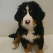 Berner sennenhund Trunte
