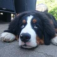 Berner sennenhund Trunte