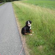 Berner sennenhund Trunte