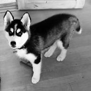 Siberian husky Sikka