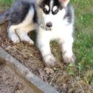 Siberian husky Sikka