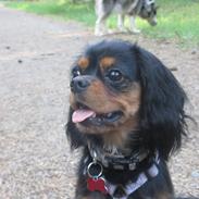 Cavalier king charles spaniel Molly