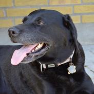 Labrador retriever  |Sally