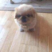 Pekingeser Bailey & Snoopy