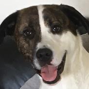 Blanding af racer Balino