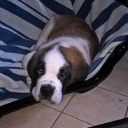 Sankt bernhardshund Jack