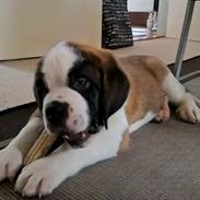 Sankt bernhardshund Jack