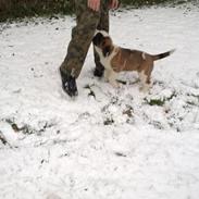 Sankt bernhardshund Jack