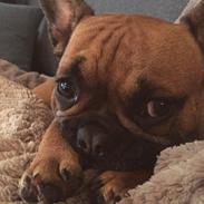 Fransk bulldog Fie
