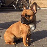 Fransk bulldog Fie