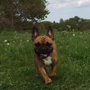 Fransk bulldog Fie