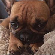 Fransk bulldog Fie