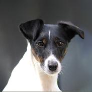 Glathåret foxterrier blanding NOVA
